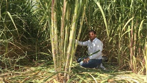 زراعة القضب-ارشيفي