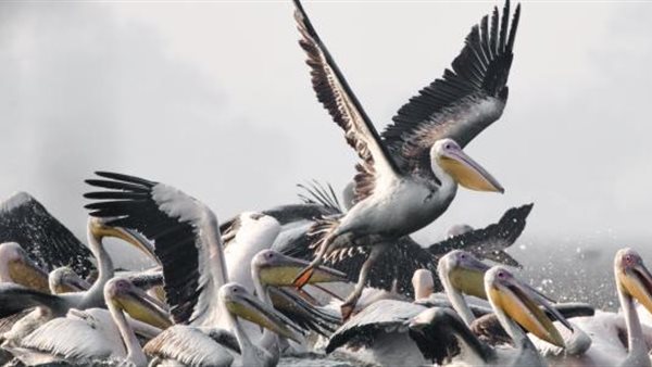 طيور بجع مهاجر