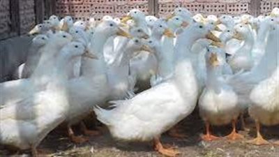 الفراخ بـ27 جنيه والحمام بـ55.. انخفاض أسعار الطيور اليوم بالأسواق | بث مباشر
