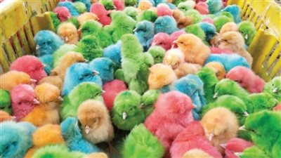 بث مباشر| 4 ألوان وبـ جنيه الواحد.. إقبال كثيف على شراء الكتاكيت في سوق الجمعة