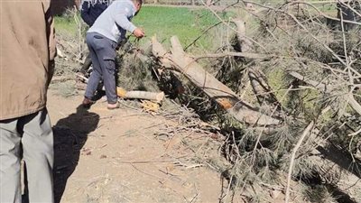 بعد مصرع شاب.. تكثيف حملات إزالة الأشجار المتساقطة على الطرق بالغربية