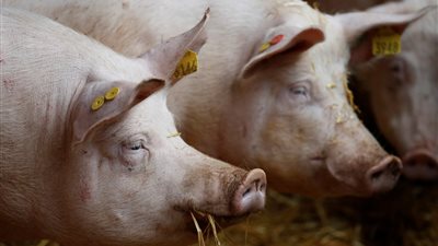 هل يجوز التداوي بعلاج مشتق من الخنزير؟.. أمين الفتوى يجيب