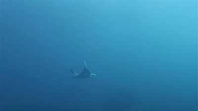 شيطان البحر.. غطاسون يرصدون ظهورا لسمكة نادرة بمرسى علم | صور 