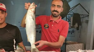 يقي من السرطان.. معلومات تدهشك عن سمكة البوري وبـ 40 جنيه للكيلو | صور 