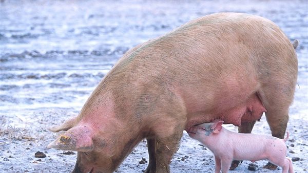  تحريم لحم الخنزير