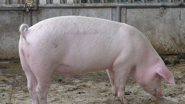 لماذا حرم الله أكل