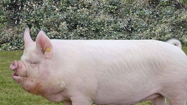 لماذا حرم الله الخنازير