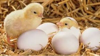 رئيس شعبة الدواجن: لا مبرر لارتفاع سعر الكتكوت.. وفتحنا باب استيراد البيض المخصب 