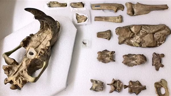 حيوان متحجر 