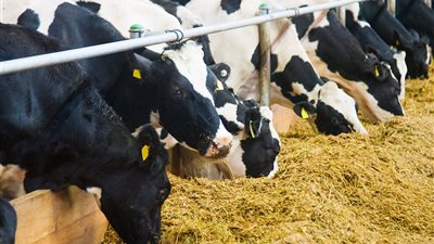 إعفاء أغذية الحيوانات والطيور والأسماك من ضريبة القيمة المضافة