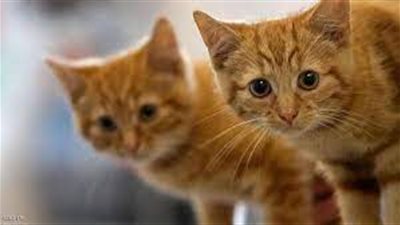 سيكولوجية القطط.. خرافات حول كيف يراك حيوانك الأليف