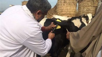 الزراعة: إعطاء أكثر من 1.3 مليون جرعة ضد مرضى الجلد العقدي وجدري الأغنام 