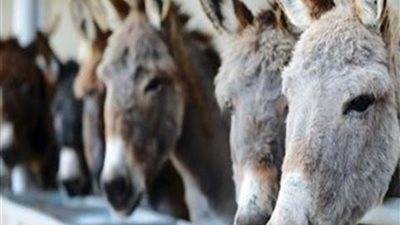 أزهري: لحم الحمير لم يحرم أكله في القرآن الكريم لكنه محرم بالسنة النبوية