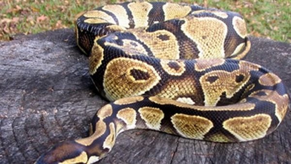 ثعبان - أرشيفية 