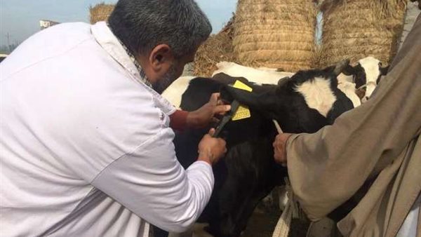 تحصين المواشي 