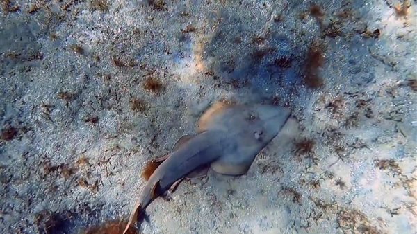 ظهور قرش الجيتار