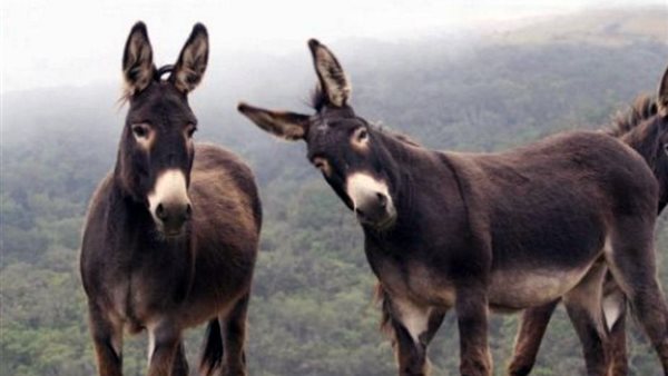 حمير - صورة أرشيفية