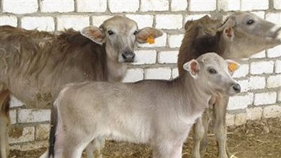 الثروة الحيوانية: مشروع البتلو يوفر دعما نقديا لشراء 50 رأس ماشية | فيديو