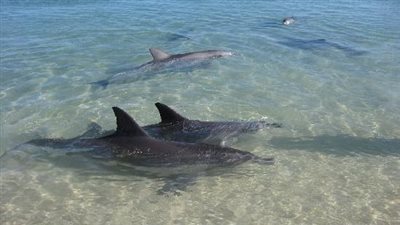 مونكي ميا.. معلومات عن شاطئ بأستراليا تقصده الدلافين كل يوم