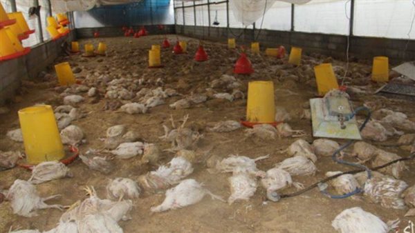 الدواجن البيضاء