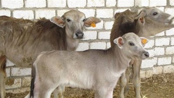 مشروع البتلو 