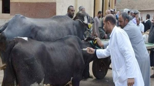 تحصين الماشية