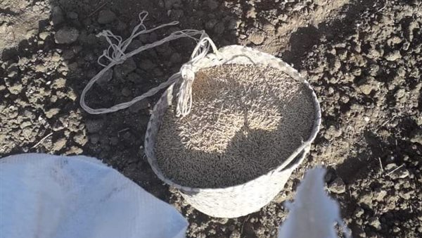 تقاوي الشعير 