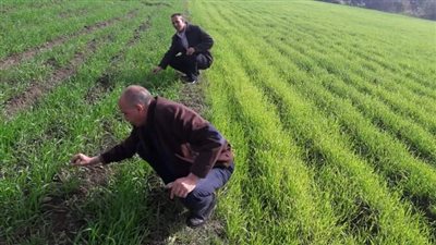 على مساحة 2 فدان ونصف.. اكتشاف إصابات بدودة الحشد الخريفية في الفيوم.. وتصرف سريع من الزراعة