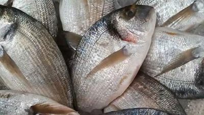 بث مباشر| السردين بـ20 جنيهًا للكيلو والبوري بـ30.. سوق السمك بالعريش يرفع شعار: خلى الغلابة تاكل