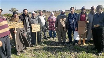 زراعة بورسعيد: زيادة المنزرع من محصول القمح إلى 11 ألف و 600 فدان | صور 