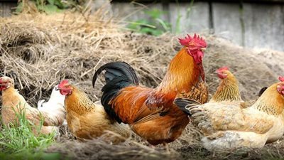 تعرف على أسعار الدواجن والبيض اليوم الجمعة 21 يناير 2022 بالأسواق المحلية