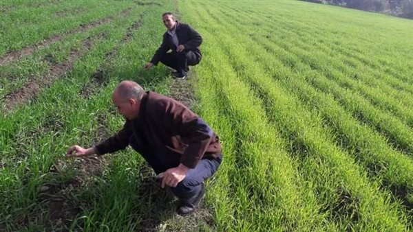 حملات مكثفة على زراعات