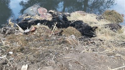 العثور على 15 حمارا مسلوخ في طنطا.. والري تتخذ إجراءً عاجلا 