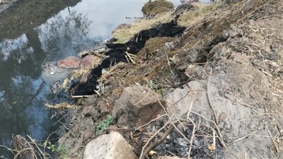 بث مباشر | 15 حمارًا مسلوخًا.. تفاصيل العثور على حمير نافقة داخل مصرف بالغربية