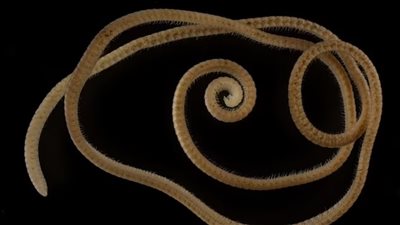 لها 1306 أرجل.. اكتشاف أول دودة ألفية حقيقية بـ أستراليا