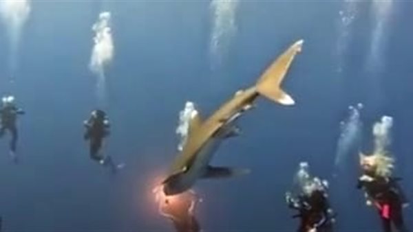 ظهور القرش المخيف