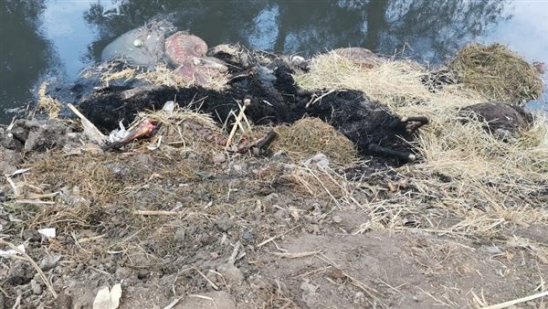 العثور على 15 حمارا