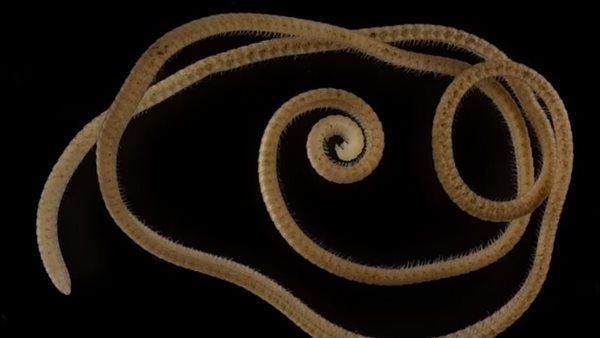 الدودة الألفية