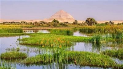 يأتيها نحو 133 نوعا من الطيور.. معلومات عن بركة الملك فاروق بدهشور │ بث مباشر