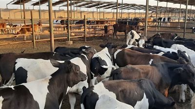 وصول أول شحنة ماشية من الصومال ضمن برنامج تحقيق الأمن الغذائي المصري