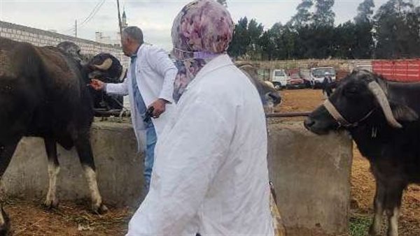 تحصين الماشية - أرشيفية