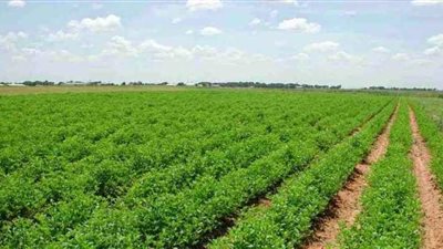 الزراعة لـ النواب: إدراج جميع الأراضي الزراعية في منظومة كارت الفلاح بنهاية يونيو المقبل