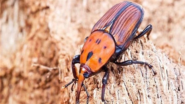 سوسة النخيل 