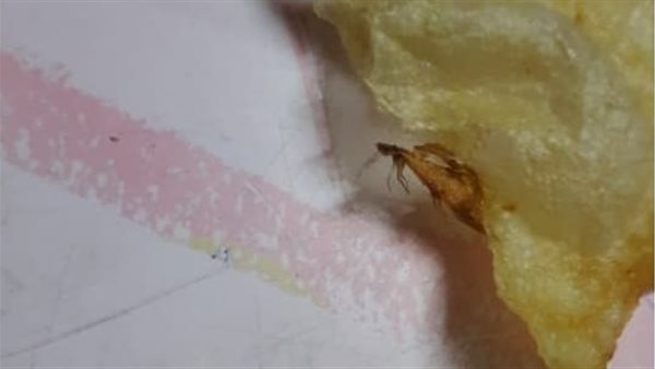 العثور على صرصار