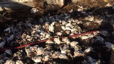  حريق هائل يلتهم مزرعة دواجن في دمياط