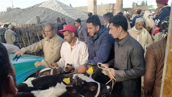 تحصين الماشية فى