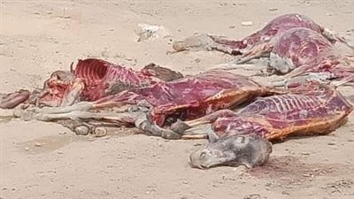 العثور على 16 حمارًا مذبوحًا ومسلوخًا ببني سويف | صور