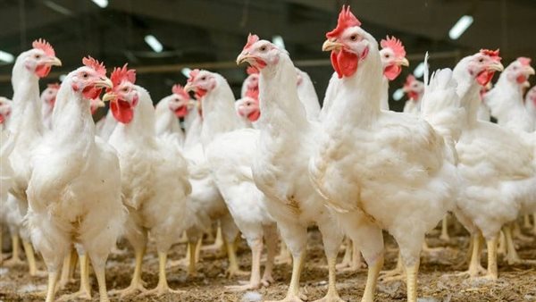 الدواجن والبيض