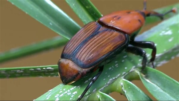  سوسة النخيل 