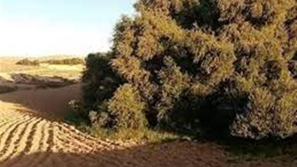 شجرة العكاريت